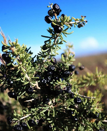 Lycium ruthenicum seed