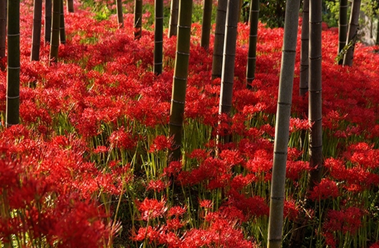 Lycoris radiata