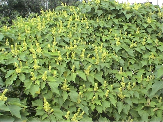 Mallotus japonicus seed