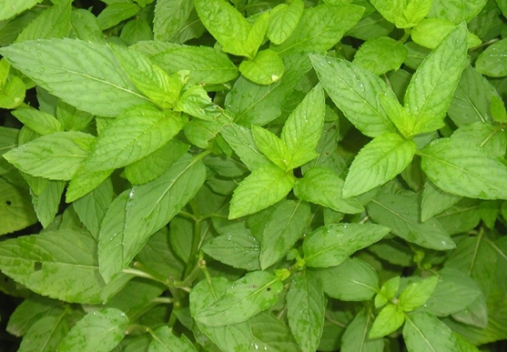 Mentha Longifolia seed