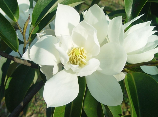 Michelia floribunda seed