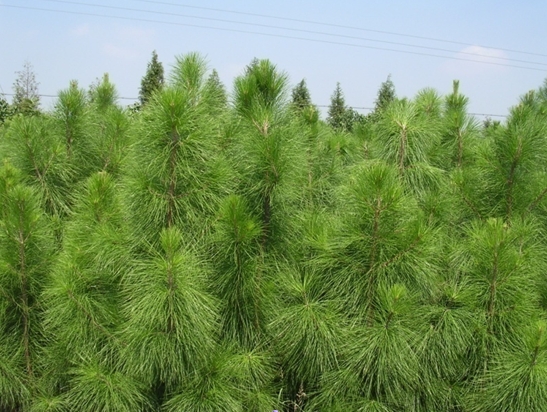 Pinus roxburghii seed