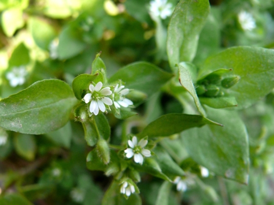 Pseudostellaria heterophylla seed