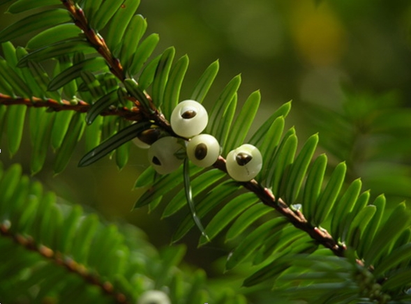 Pseudotaxus chienii seed