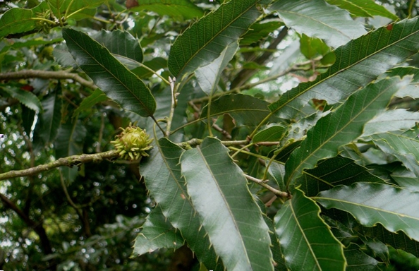 Quercus variabilis seed