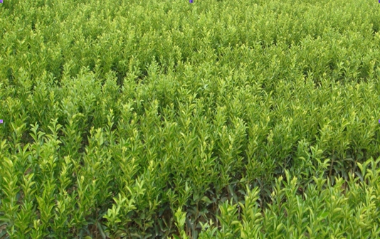 Trifoliate Orange seed