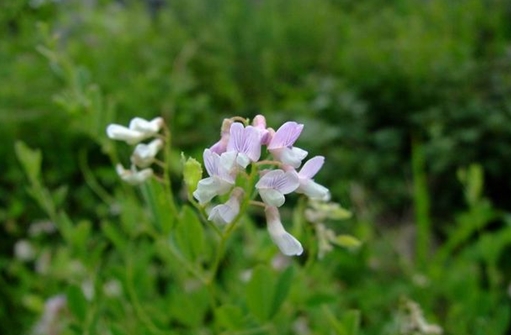 Vicia pannonica seed
