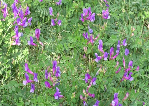 Vicia sativa seed