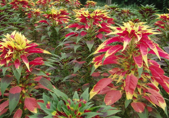 Amaranthus tricolor seed