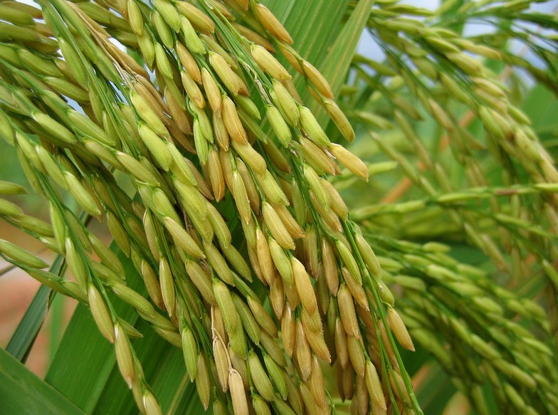 Sticky Rice seeds