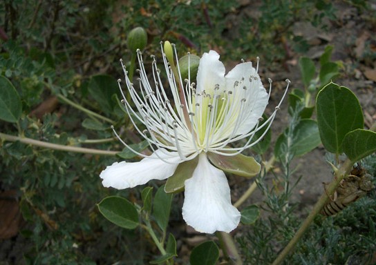 Capparis spinosa seed