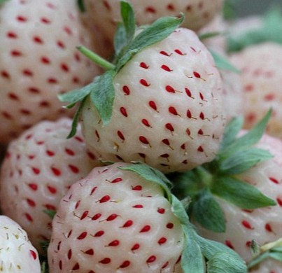 Strawberry seed white