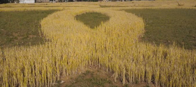 Upland Rice Seeds