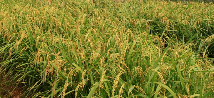 Upland Rice(Varieties-HD297)