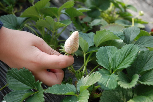 White Strawberry