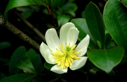 michelia yunnanensis seed