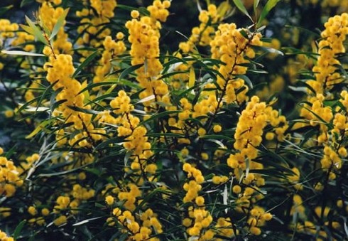 Acacia Saligna seed