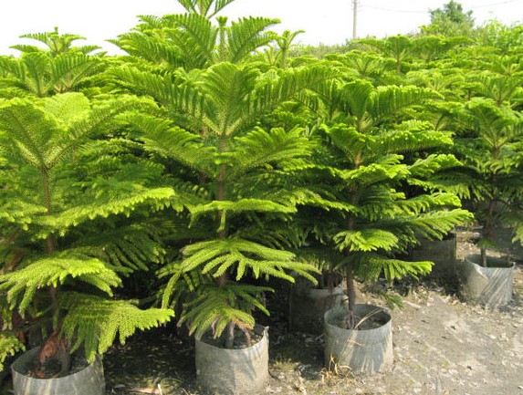 Araucaria excelsa seed