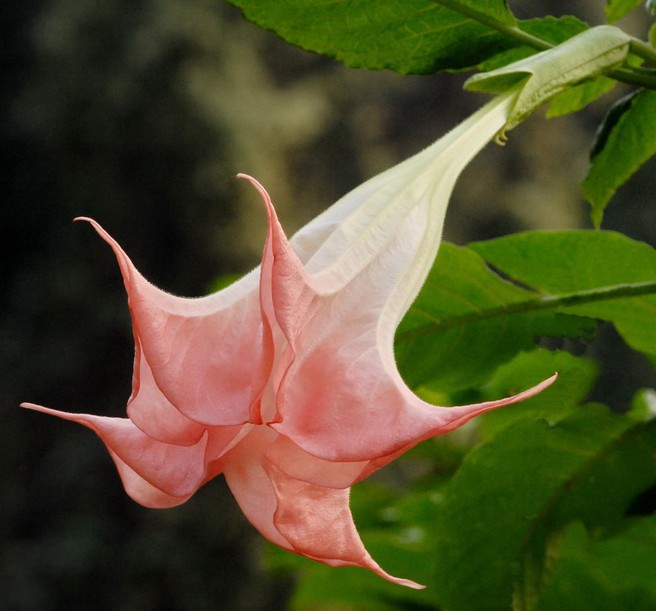 Brugmansia suaveolens seed