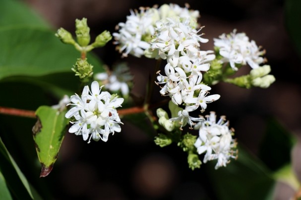 Heptacodium miconioides seed