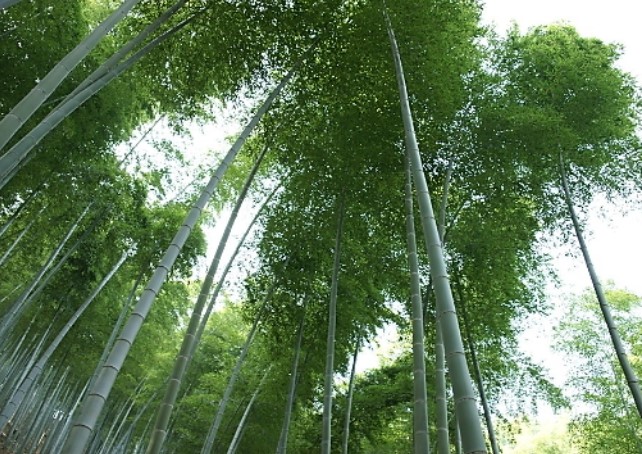 Phyllostachys edulis seed