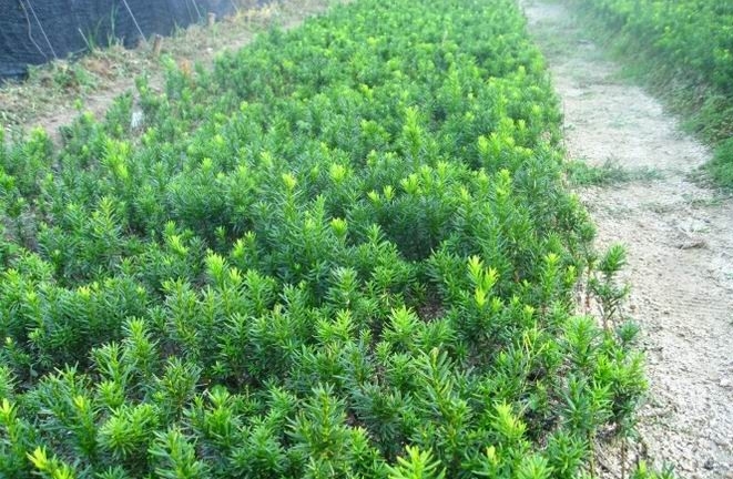 Abies koreana seed