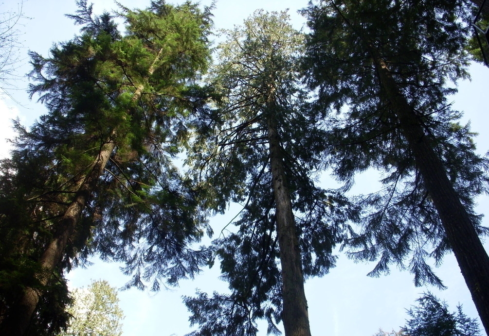 Abies veitchii seed