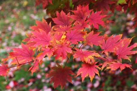 Acer sieboldianum seed