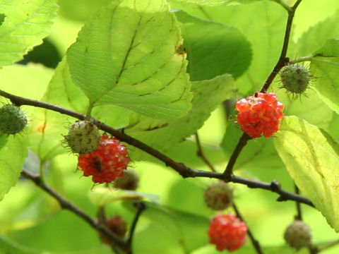 Broussonetia kazinoki seed