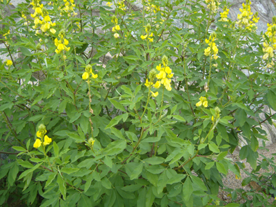 Crotalaria pallida seed