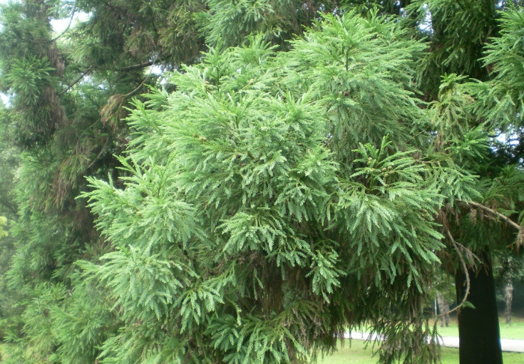 Cryptomeria japonica seed