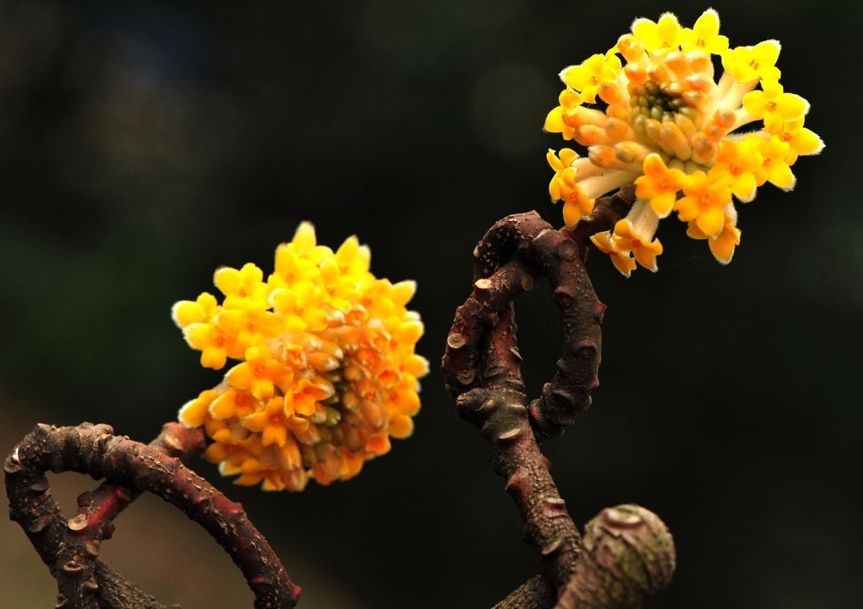 Edgeworthia chrysantha seed