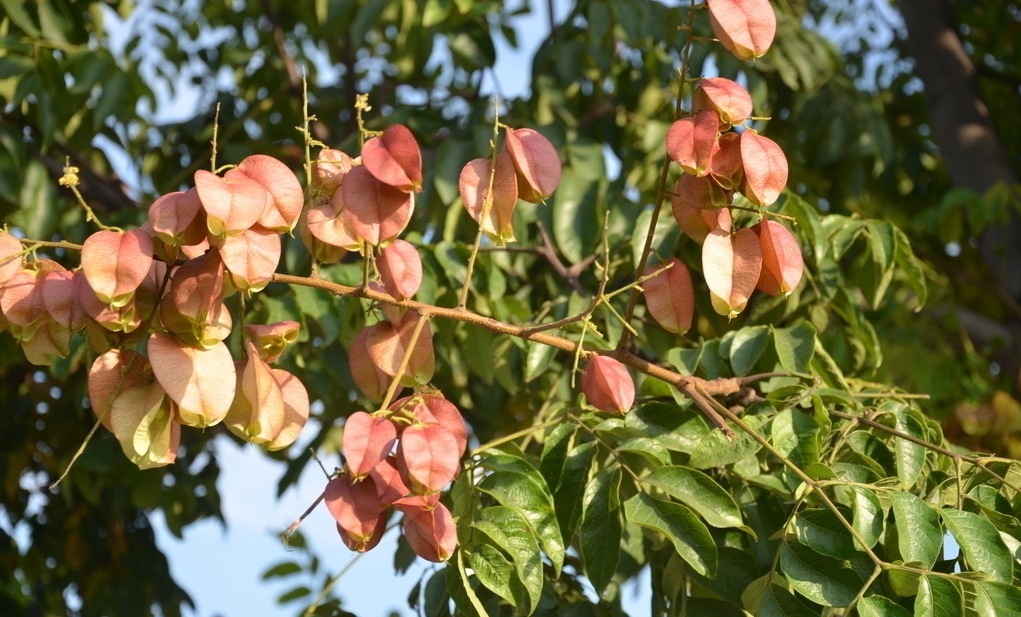 Koelreuteria bipinnata seed