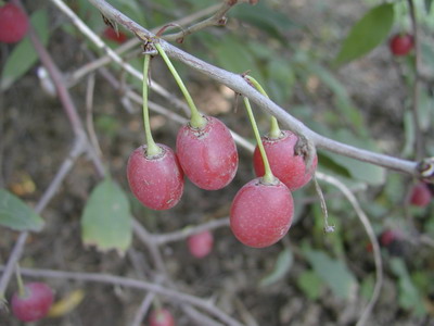 Prinsepia uniflora seed