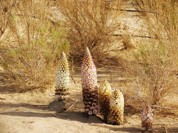 Cistanche Tubulosa seed