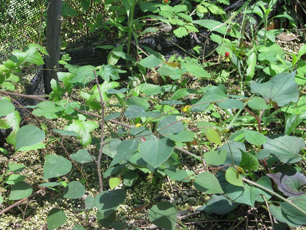 Disanthus cercidifolius seed