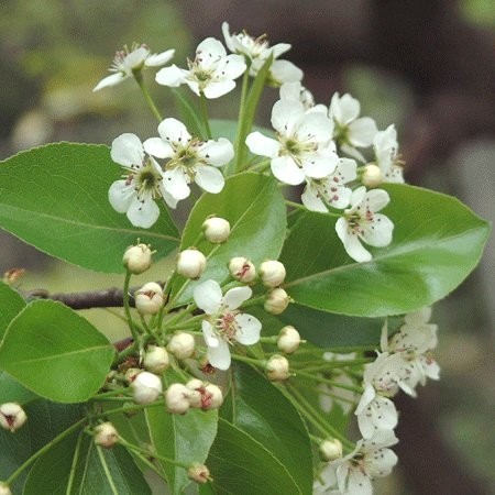 Pyrus calleryana seed