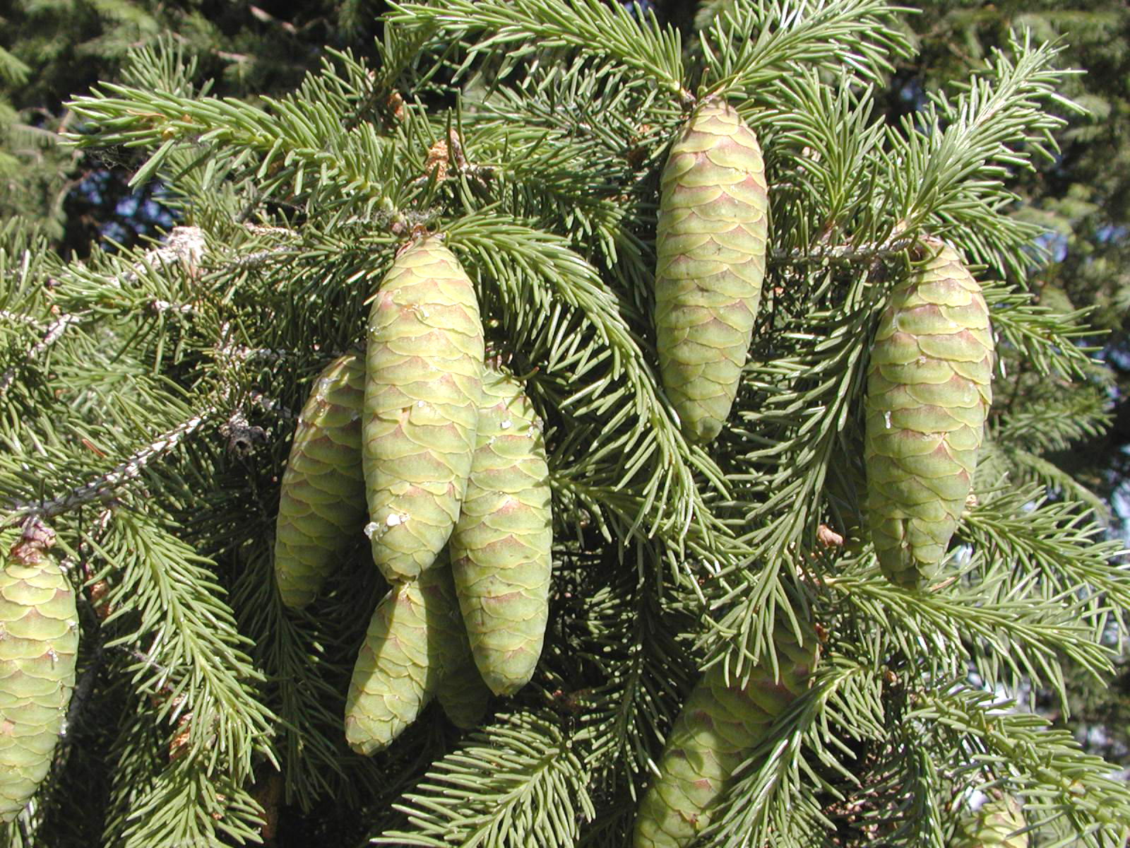 Abies ernestii seed