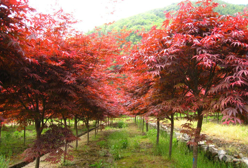 Acer rubrum seed