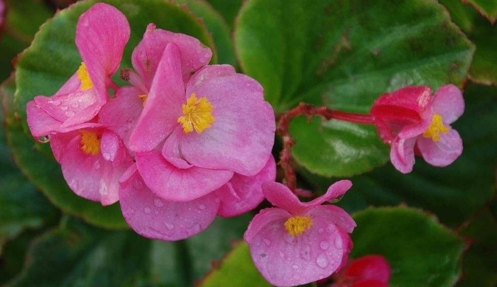 Begonia grandis seed