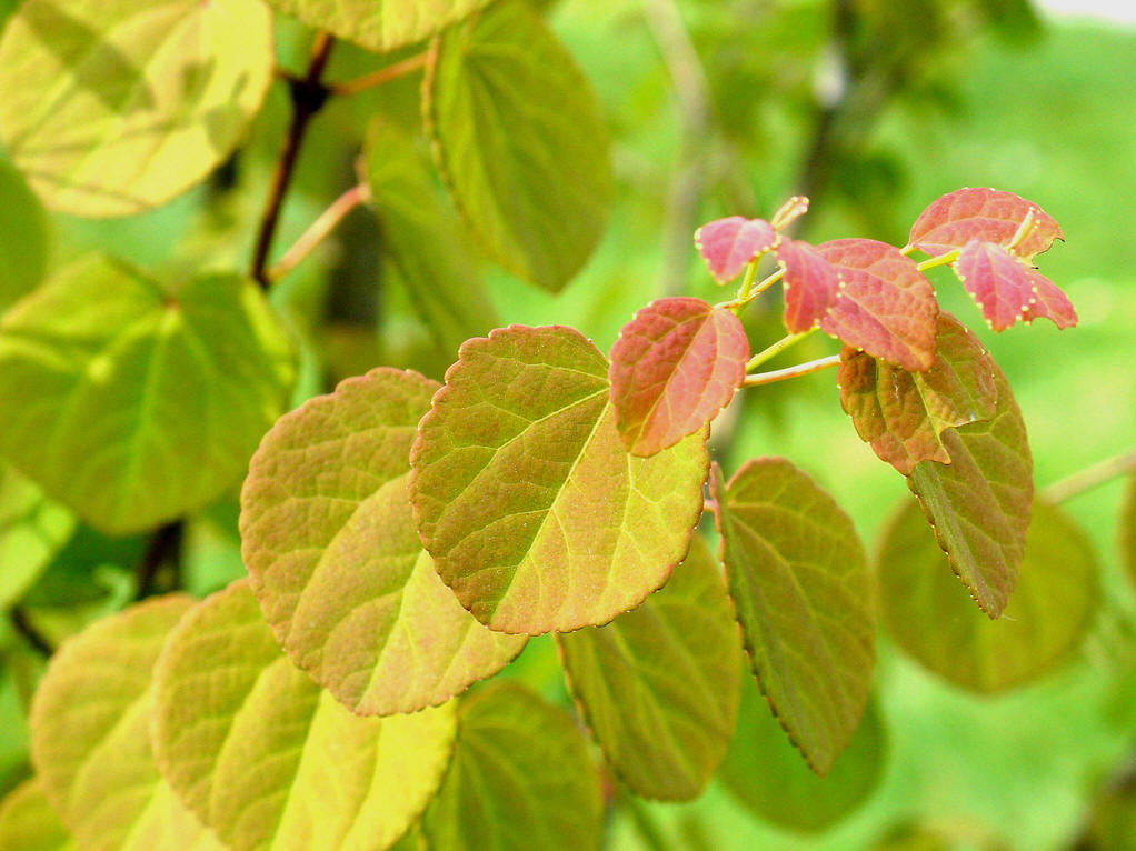 Cercidiphyllum japonicum seed