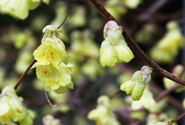 Corylopsis sinensis seed