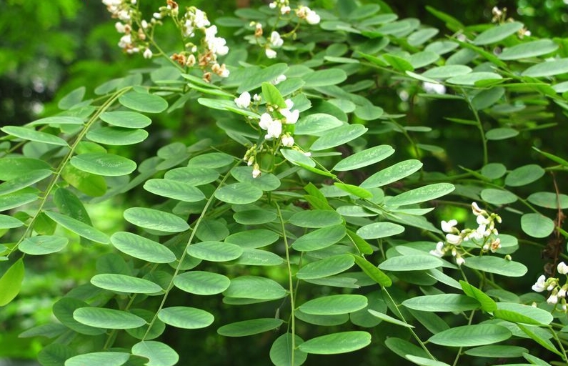 Dalbergia balansae seed