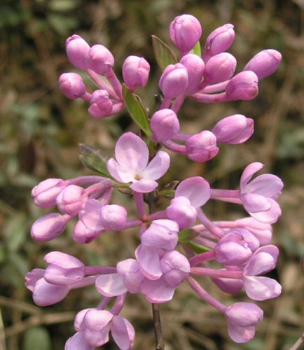 Daphne genkwa seed