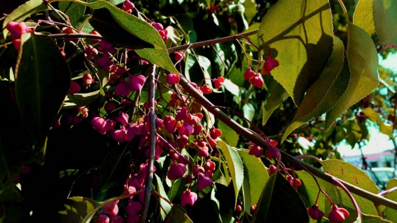 Euonymus alatus seed