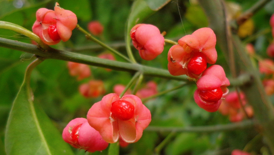 Euonymus atropurpureus seed