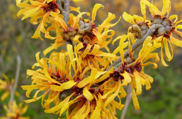 Hamamelis virginiana seed