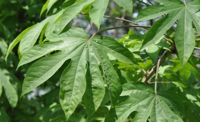 Kalopanax septemlobus seed