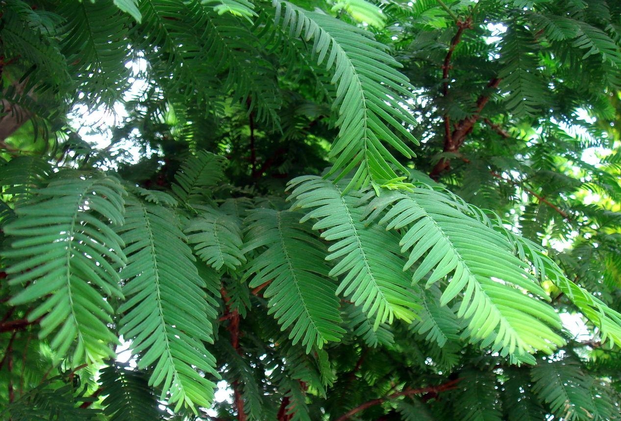 Metasequoia glyptostroboides seed