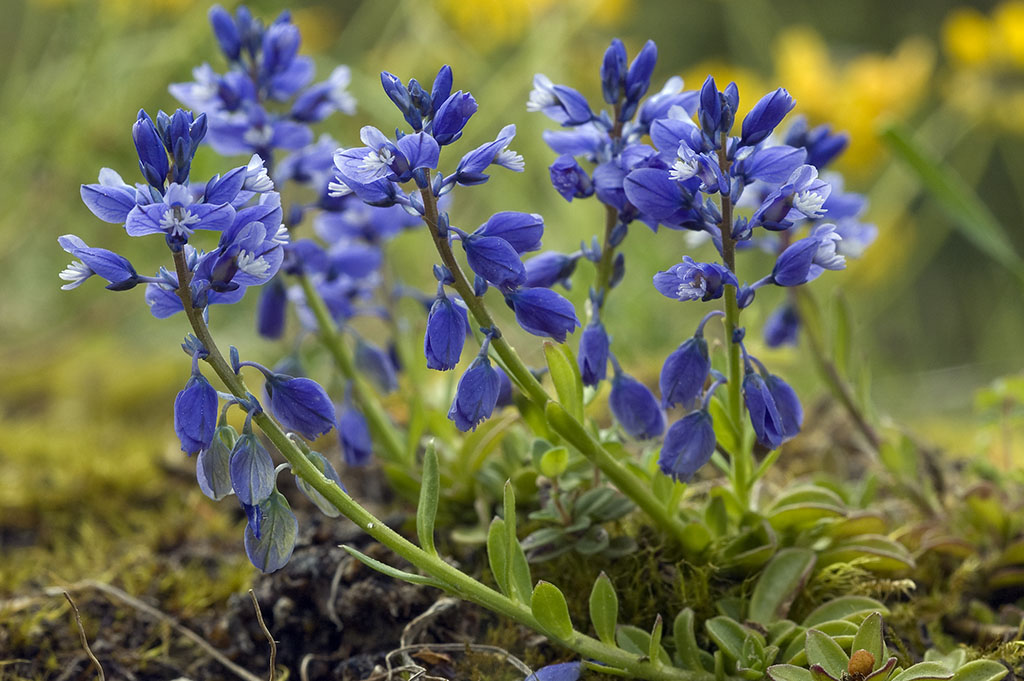 Polygala amarella seed